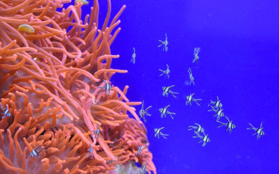 Living Coral, el color que revolucionará el Pantonario en 2019!