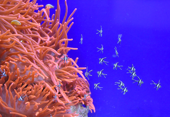 Living Coral, el color que revolucionará el Pantonario en 2019!